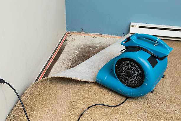 Best Flood damage cleanup  in Lees Summit, MO